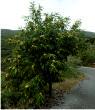 Chestnut trees