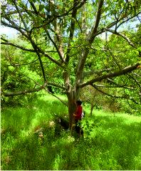 Walnut trees