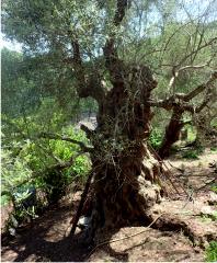 Olive trees
