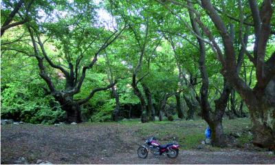 Wooded area