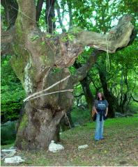 'Contraptions' in a tree
