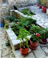 Raised vegetable beds