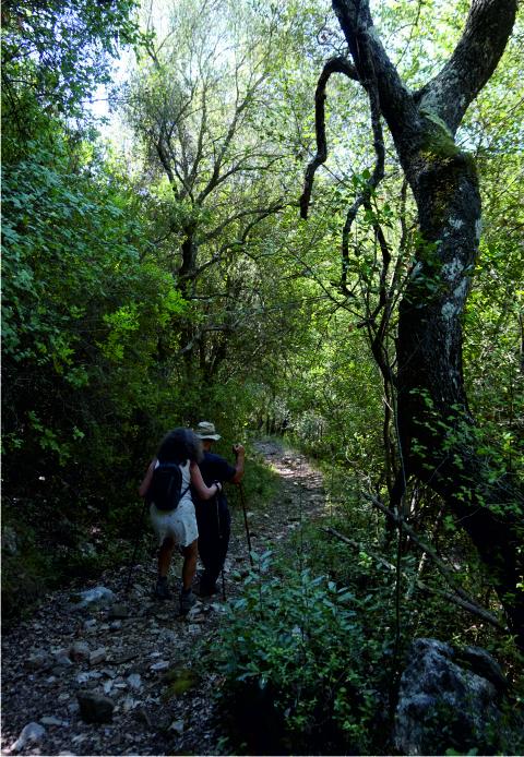 Ancient path