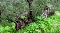 Centuries old olive trees