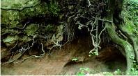 Tree roots