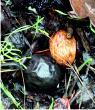 Walnuts
