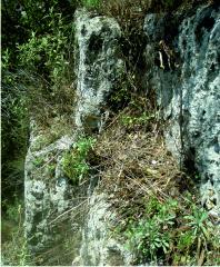 Ancient quarry