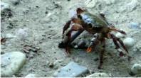 Land crab