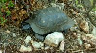 Tortoise