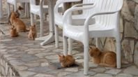 Cats