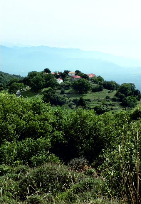 Dimandra