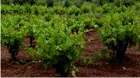 Vineyard
