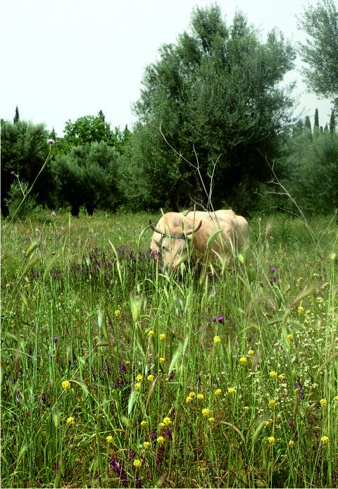 Dorio