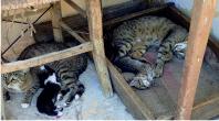 Cat and her kittens