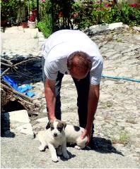 Sheep dog puppies