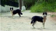 Dogs