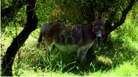 Donkey