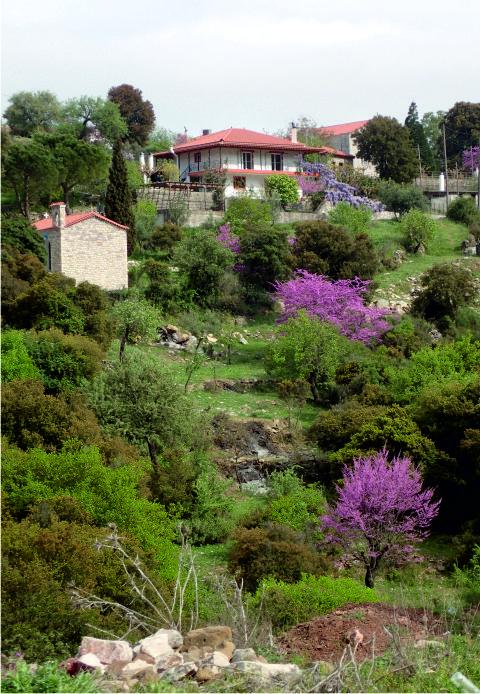 Petralona