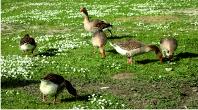 Geese